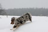 BERGER AUSTRALIEN PUPPIES 488